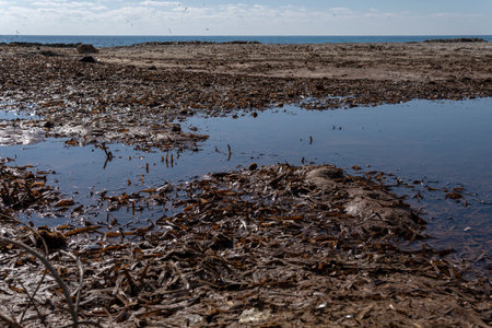 Dried Posidonia oceanica on a beach on the island of Mallorca at sunrise. spainの写真素材