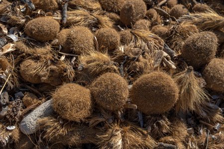 Close-up of dried Posidonia algae on the coast of the island of Mallorca. Background image of a natural sustainable ecosystemの写真素材
