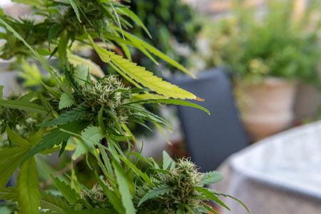Close-up of a flowering marijuana plant, Cannabis sativa. Spainの写真素材