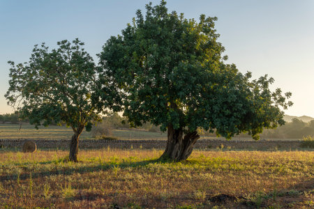 Field of carob trees, Ceratonia siliqua, in the interior of the island of Mallorca at sunrise. Spainの写真素材