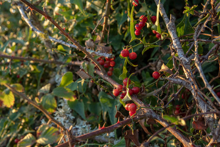 Close-up of wild Mediterranean sarsaparilla, Smilax aspera, at sunset on the island of Mallorca,...