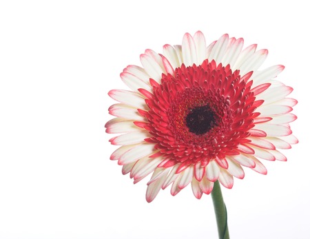 Single red and white gerbera on the light background.の写真素材