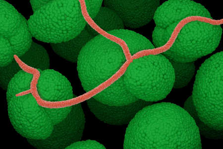 Soil bacteria microscopic 3D illustration closeup