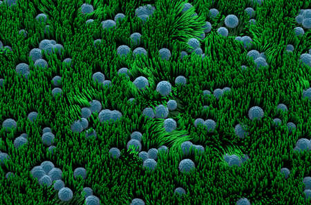 Trachea lining (surface) - top view 3d illustration