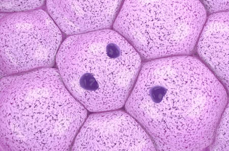 Testicular cancer cells in the testicle cortex - top view 3d illustration