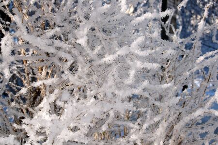 The branches of the bush covered by hoarfrost close up at sunny winter middayの写真素材