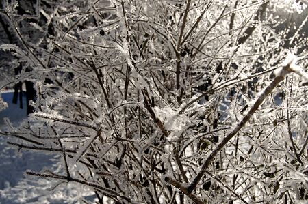The branches of the bush covered by hoarfrost close up at sunny winter middayの写真素材