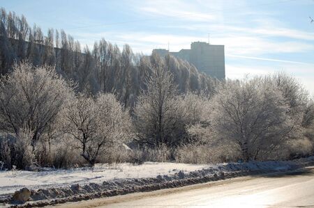 Trees and bush with branches covered by hoarfrost at sunny winter middayの写真素材