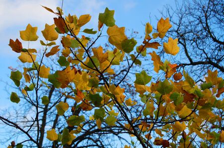 A branch of the tree with yellow leaves against the blue sky and defoliated branches at autumn middayの写真素材