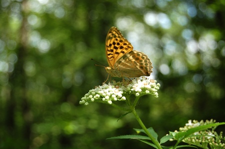 The bright butterfly sitting on the flower at natural daylightの写真素材