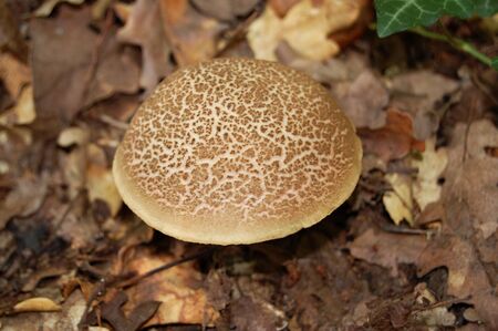 The mushroom in the forest close up at flashlight against the underbushの写真素材