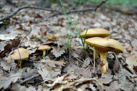 The group of mushrooms in the forest close up at daylight against the underbushの写真素材