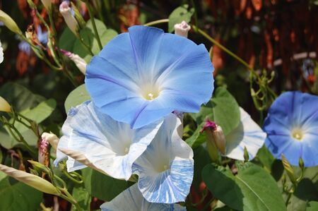 The flowers of the Morning-Glory close up in natural light at sunny summer middayの写真素材
