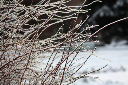 The branches of the bush glazed by ice in backlitの写真素材