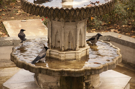 The crows bathe in the fountain in parkの写真素材