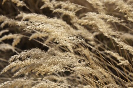The heads of steppe grass at bright sunlight close up