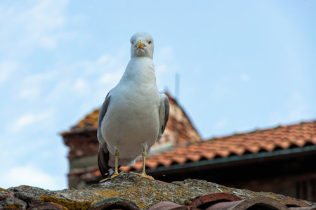 Alone seagull sitting on the roof against the blue skyの写真素材