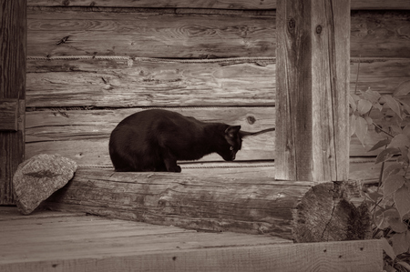 The black cat sitting alone on staircase of wooden houseの写真素材