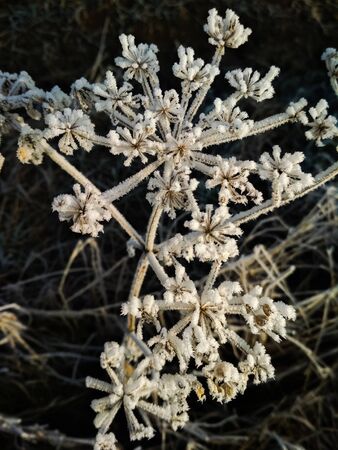 Hoarfrostの写真素材
