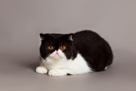 cat on grey backgroundの写真素材