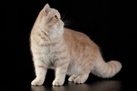 Exotic Persian cat on black backgroundの写真素材