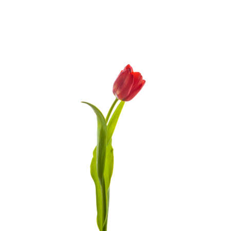 tulips isolated on white background  colorsの写真素材