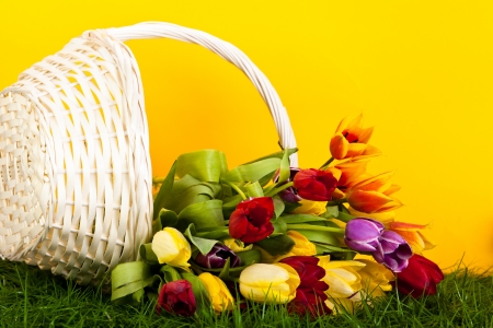 tulips in basket colors background. green grasの写真素材