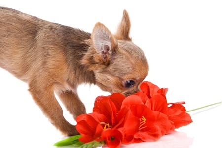 chihuahua and flowers  isolated on white backgroundの写真素材