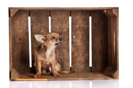 chihuahua in box isolated on white backgroundの写真素材