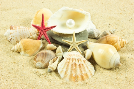 seashells,pearl, starfish on sandの写真素材