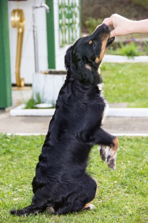 funny dogの写真素材