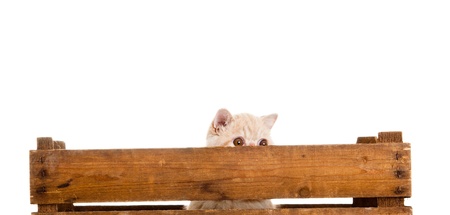 lovely cat wooden box isolated on white backgroundの写真素材