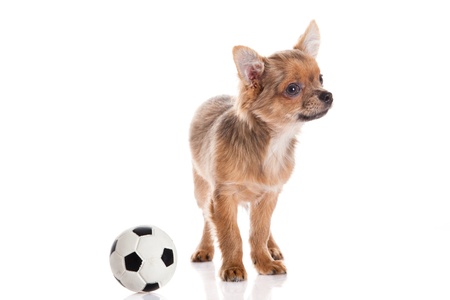 chihuahua isolated on white backgroundの写真素材