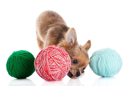chihuahua and a ball of thread  isolated on white backgroundの写真素材