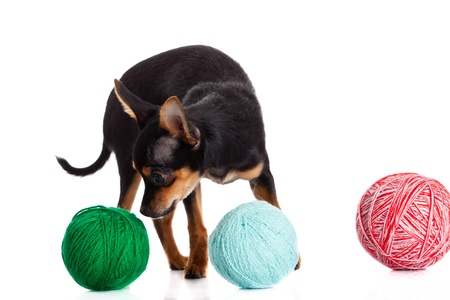 chihuahua and a ball of thread  isolated on white backgroundの写真素材