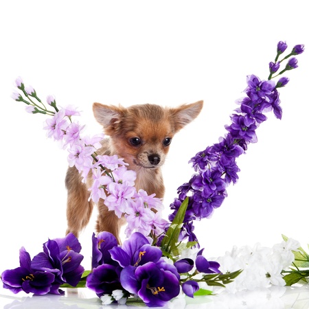 chihuahua and flowers isolated on white backgroundの写真素材