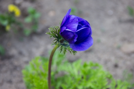 Blue flowerの写真素材