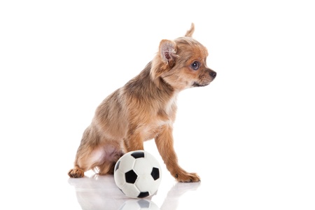 chihuahua isolated on white backgroundの写真素材