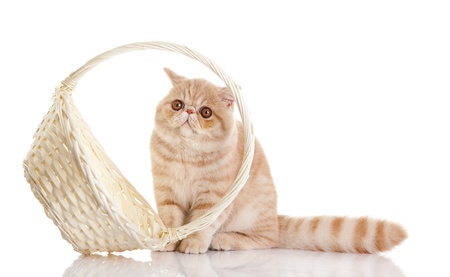 persian exotic cat isolated with shopping basketの写真素材
