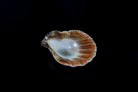 seashells on black background