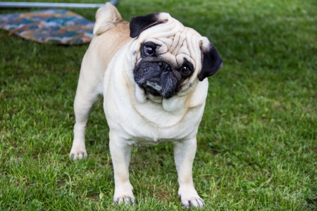 pug dogの写真素材