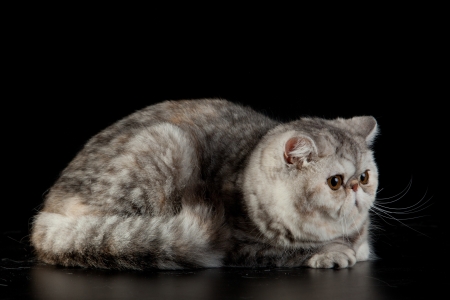 Exotic Persian cat on black backgroundの写真素材