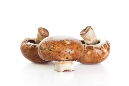 mushroom  isolated on white background の写真素材