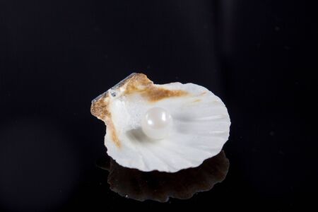 seashells on black background