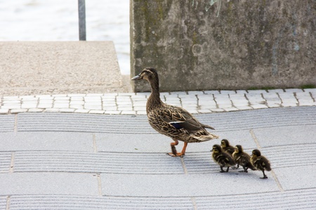 duck with ducklings walk in cityの写真素材
