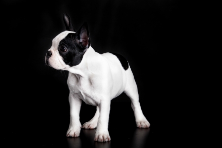 french bulldog on black backgroundの写真素材