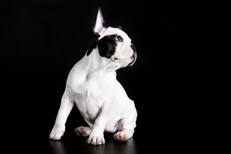 french bulldog on black backgroundの写真素材