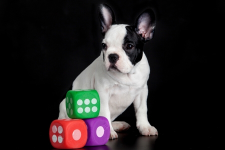 french bulldog with dices isolated on black backgroundの写真素材