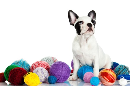 french bulldog with threadballs isolated on white backgroundの写真素材