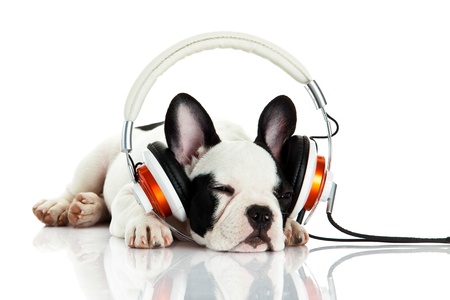french bulldog with headphone isolated on white backgroundの写真素材